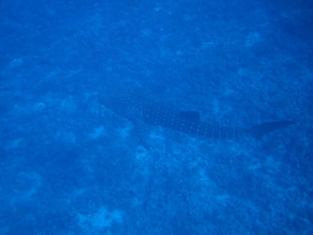 b0084de4-5557-4e2e-87ec-f8e3f16611c5