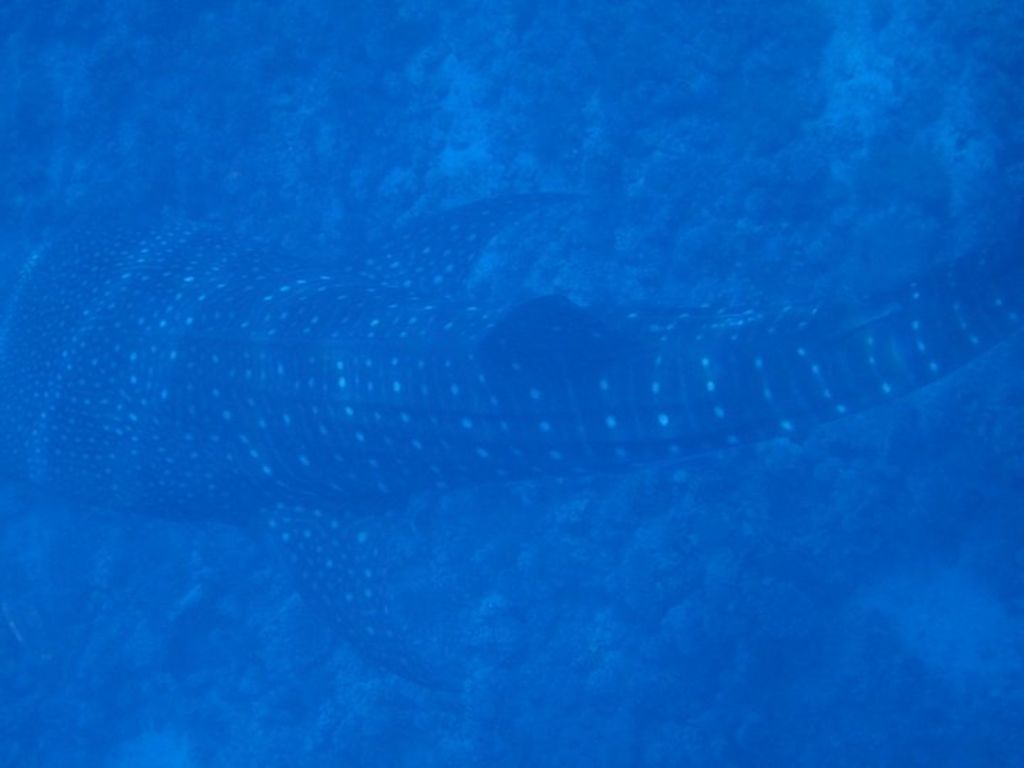 b0084de4-5557-4e2e-87ec-f8e3f16611c5