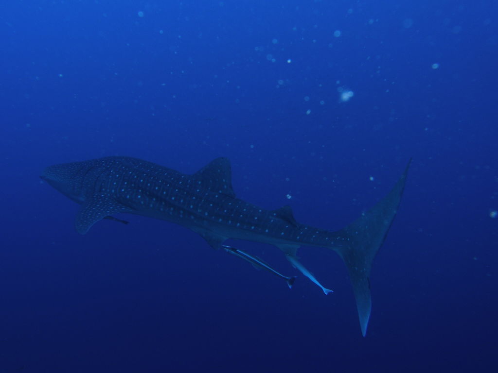 9a657cb7-5b95-4bba-8ca9-c5234faddc63