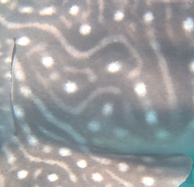 89a3af34-d975-4729-8060-17bed8a7298b