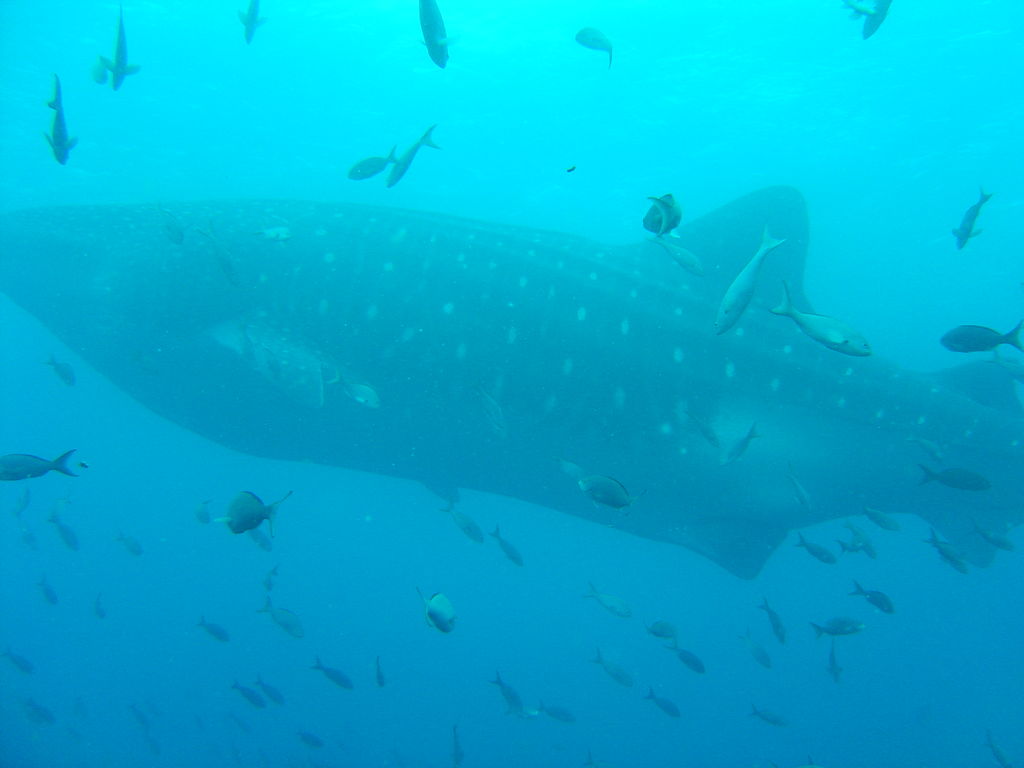 55a39695-fbe3-4255-a8ba-5433145cb63a