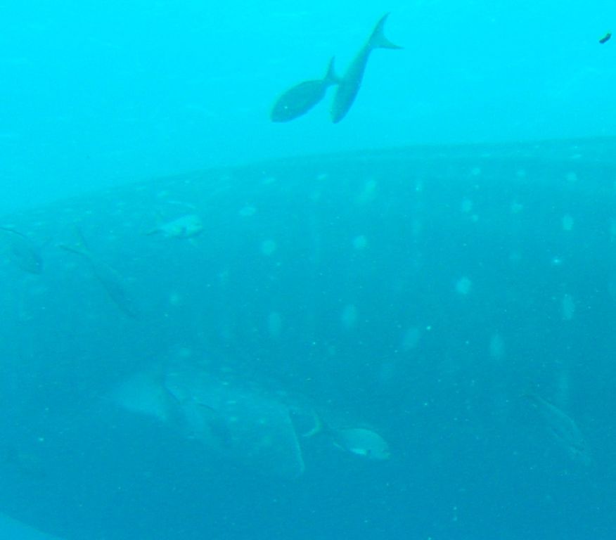 55a39695-fbe3-4255-a8ba-5433145cb63a