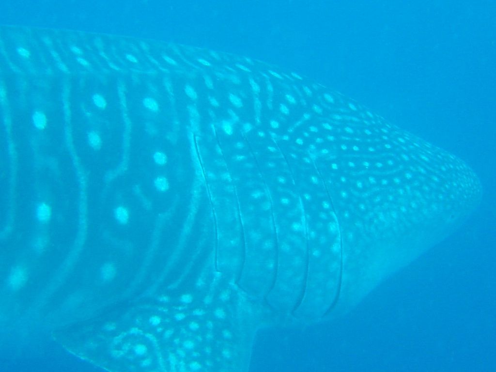 13b2b7d5-9070-4e11-a178-8bb60bf8396c