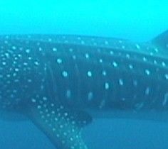 ac9c81ef-c016-4a90-82b8-554ff78e9985