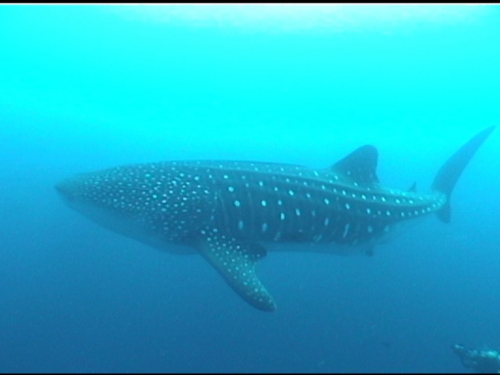 ac9c81ef-c016-4a90-82b8-554ff78e9985