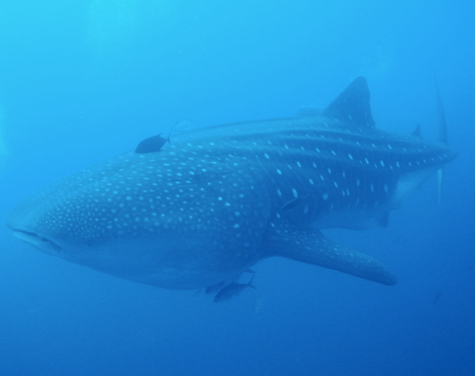 ed14b3e1-b721-42e1-aac0-3297ad3d974d