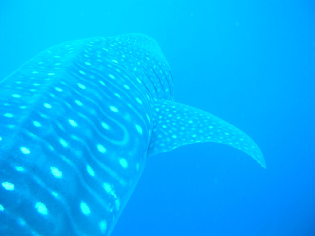 ed14b3e1-b721-42e1-aac0-3297ad3d974d