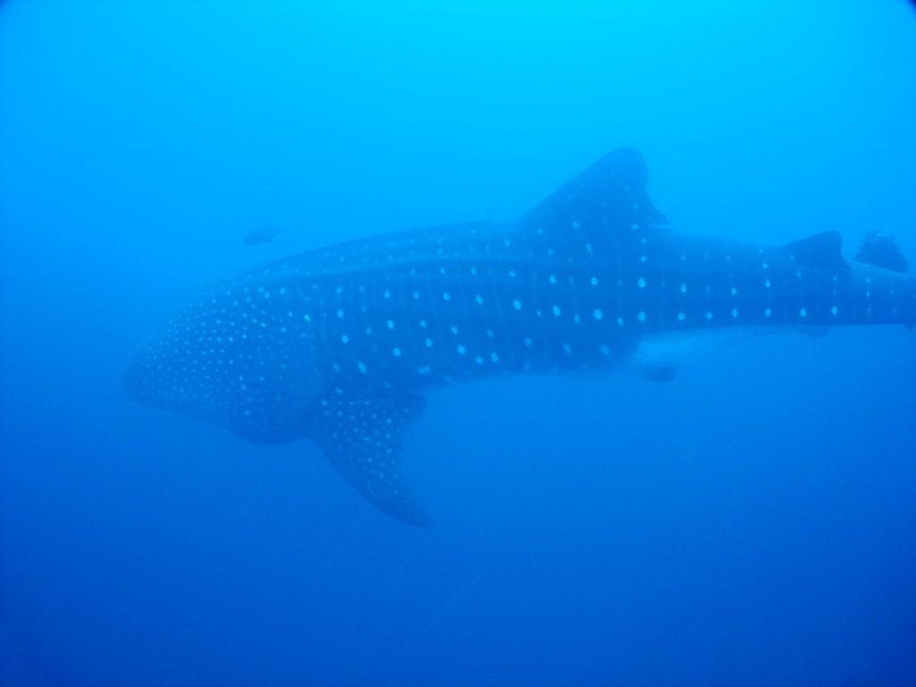 ed14b3e1-b721-42e1-aac0-3297ad3d974d