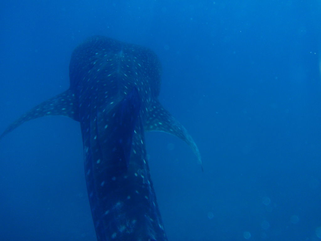 bb1094ff-2890-4031-bfa5-65971525cc4a