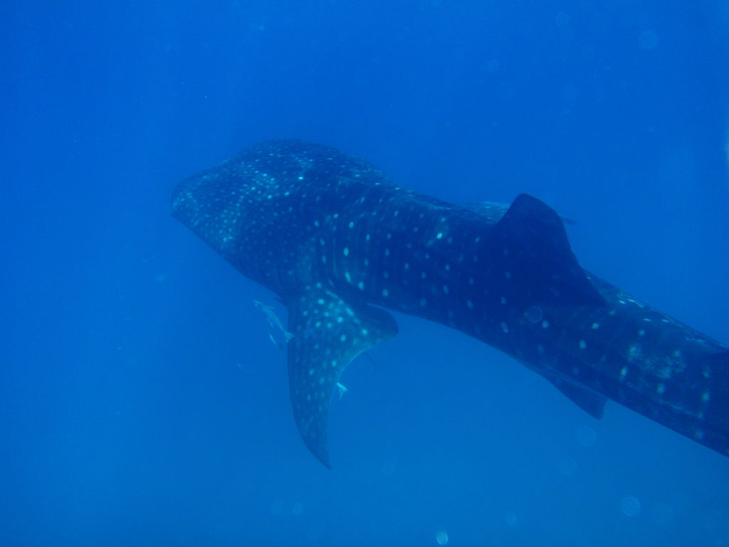 bb1094ff-2890-4031-bfa5-65971525cc4a