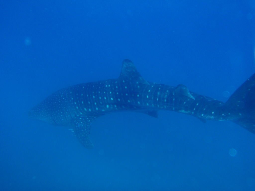 bb1094ff-2890-4031-bfa5-65971525cc4a