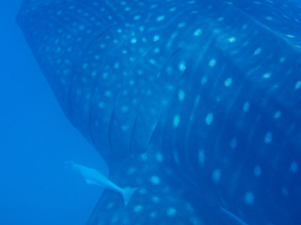 bb1094ff-2890-4031-bfa5-65971525cc4a