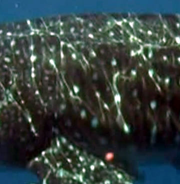 a5e2bd5d-28f7-4daa-87e0-15b7c75506c5