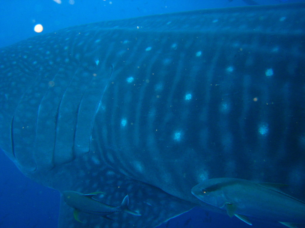 77eb8fde-351b-455f-8329-29473320ba69