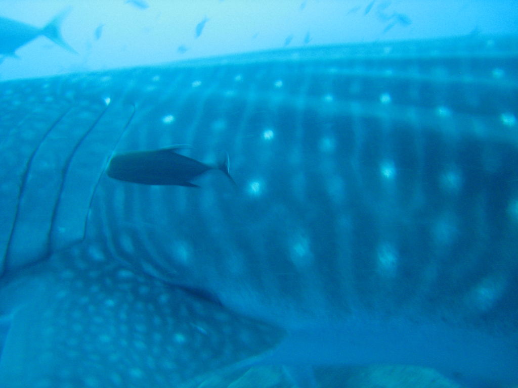 77eb8fde-351b-455f-8329-29473320ba69