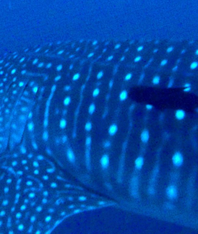 86dc6fc6-689a-4672-93d4-1a758f35eb06