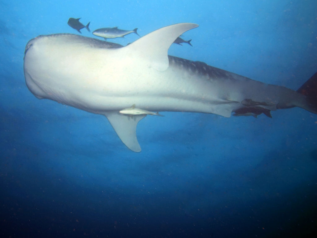 86dc6fc6-689a-4672-93d4-1a758f35eb06