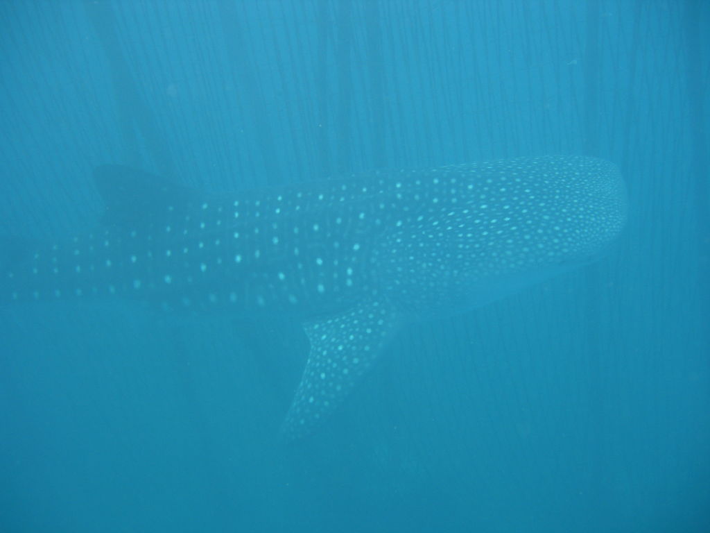 d50a00a0-29e8-4683-a815-6e291efb0710