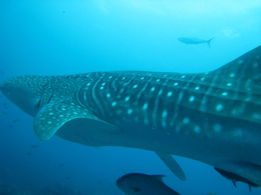 4c62b6ad-7f1a-4937-a96e-871355148bf2