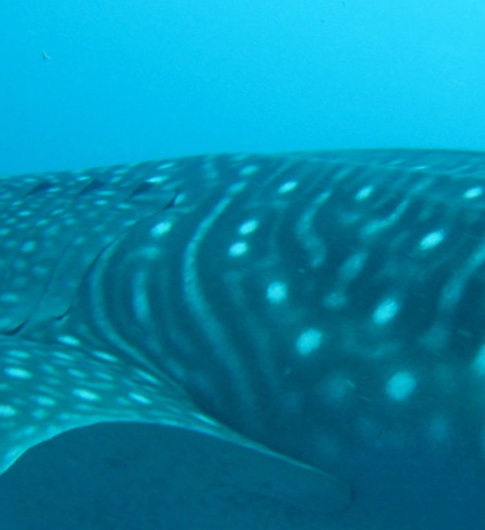 4c62b6ad-7f1a-4937-a96e-871355148bf2