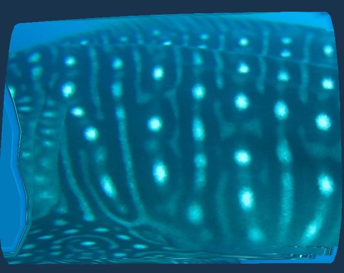 9175b485-efb0-44e9-93e5-a3a8be430c07