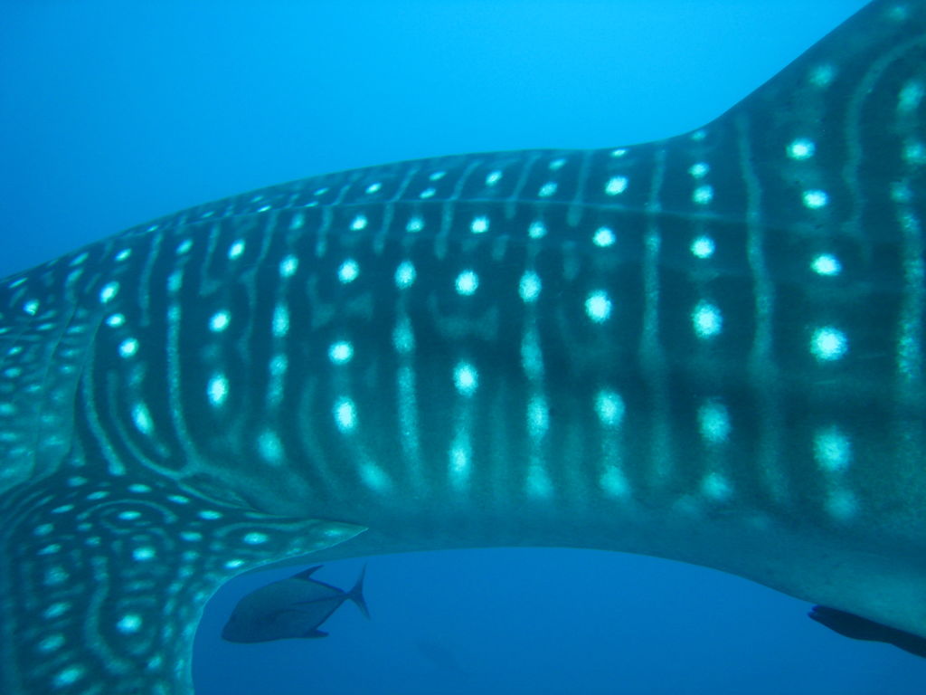 9175b485-efb0-44e9-93e5-a3a8be430c07