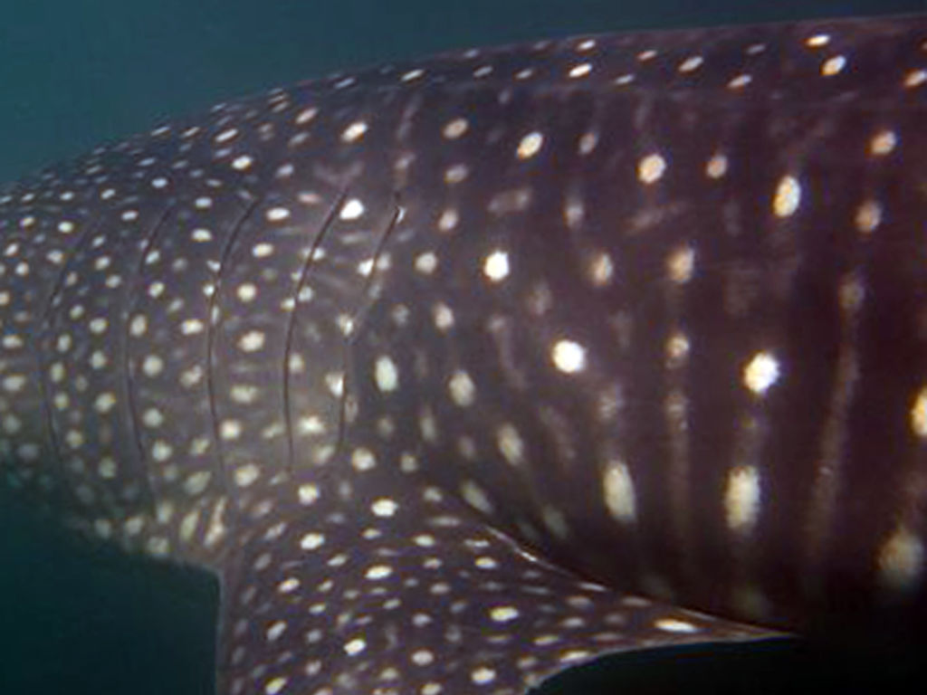 1faa5315-9e97-4c04-8add-8b8ba1b475d1