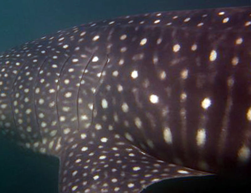 1faa5315-9e97-4c04-8add-8b8ba1b475d1