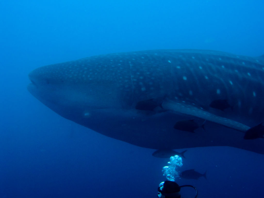 d035df8a-8fec-445e-9f47-4816e7bd67dd