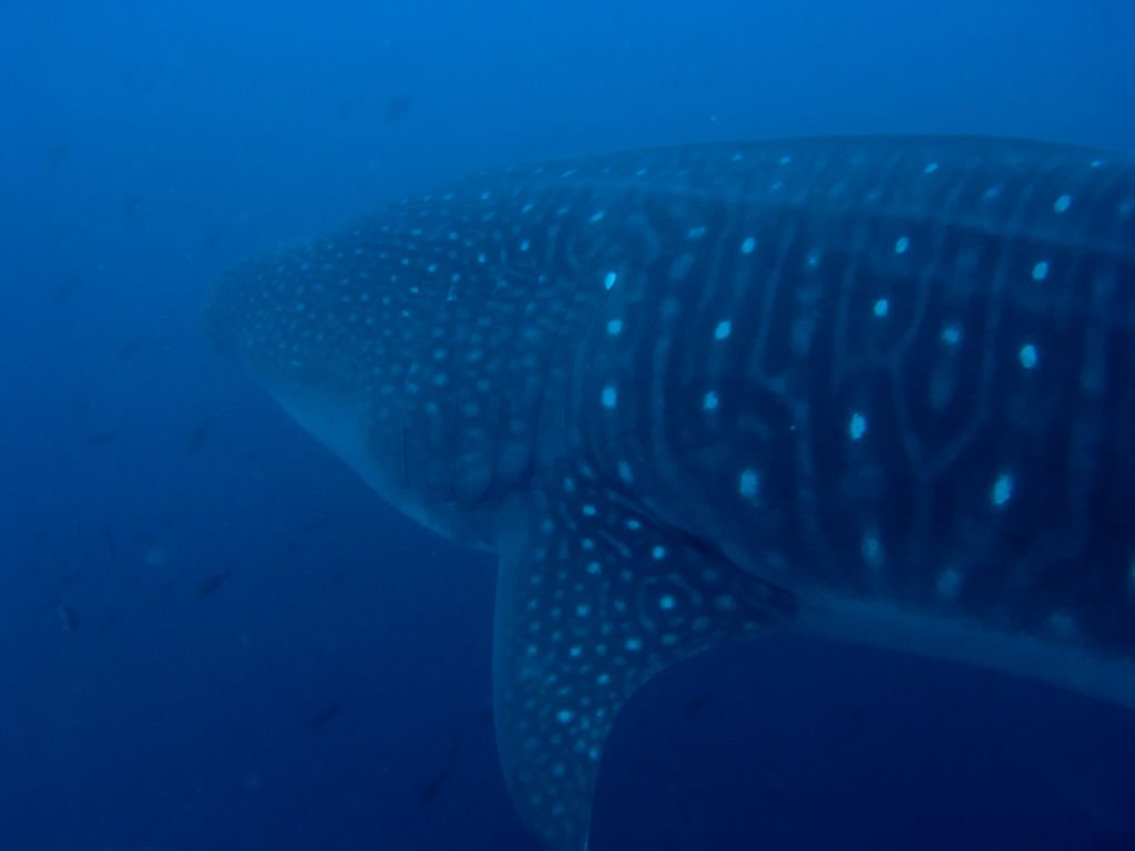 d035df8a-8fec-445e-9f47-4816e7bd67dd