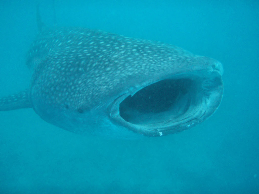 a379abd3-c639-4f92-aff9-fa4e468aa8f0