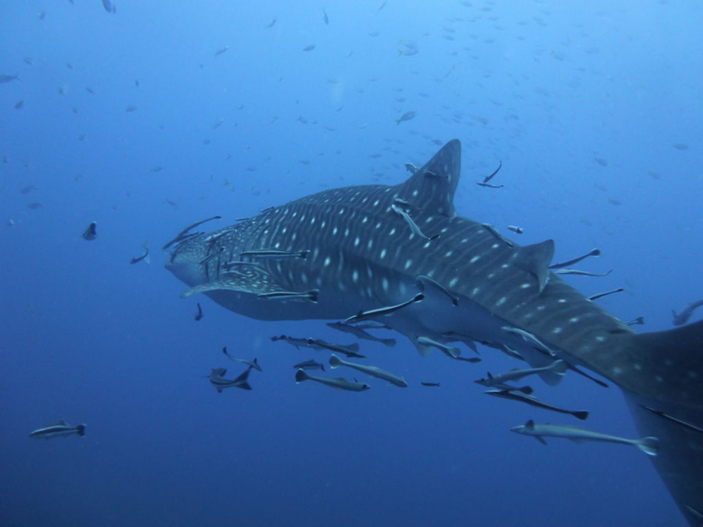 93599409-f479-4592-a6a5-ea145cfd6166