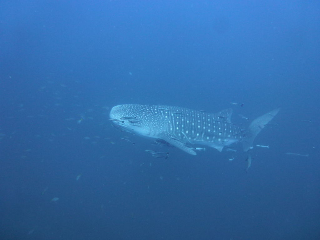 93599409-f479-4592-a6a5-ea145cfd6166