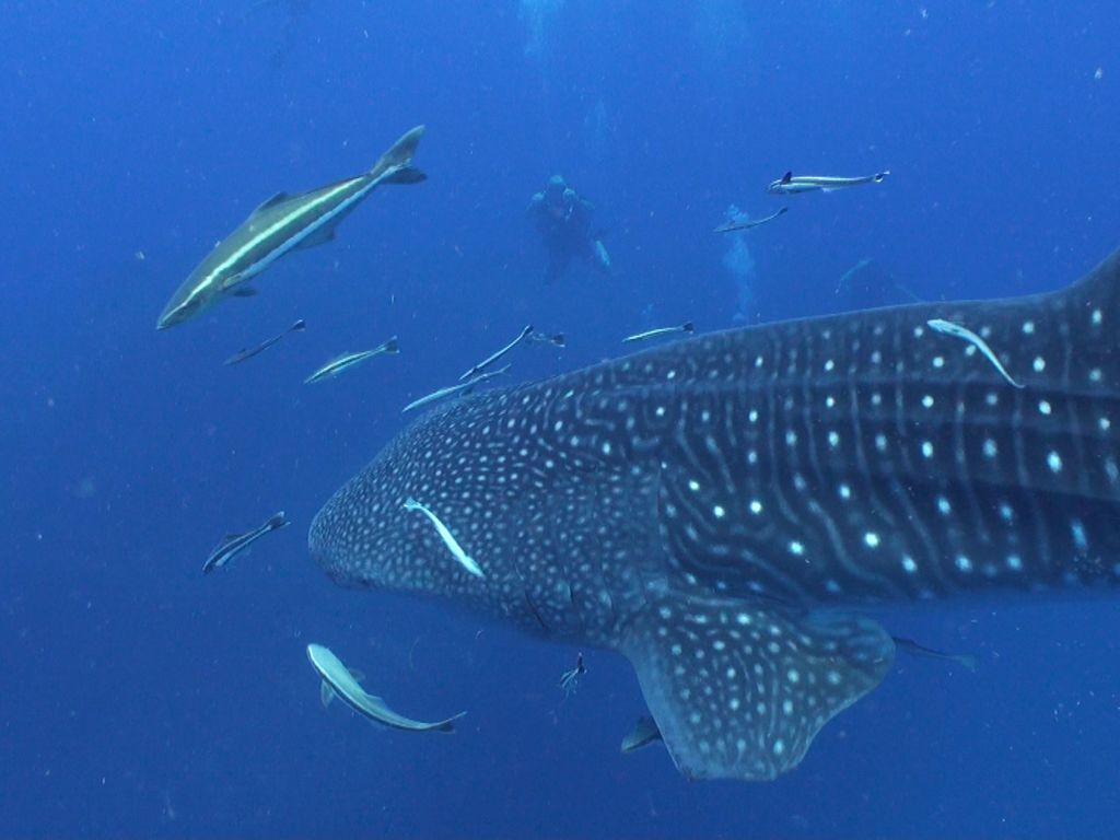 95adfbbd-be30-4a46-b73c-c2e1659a219f