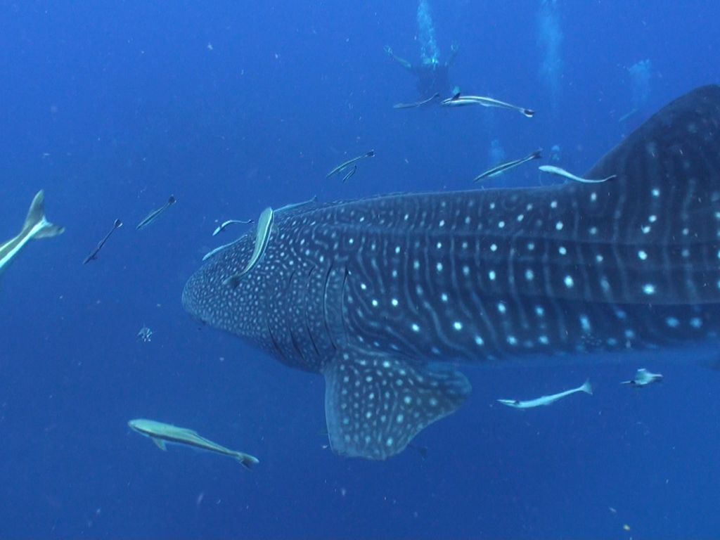 95adfbbd-be30-4a46-b73c-c2e1659a219f