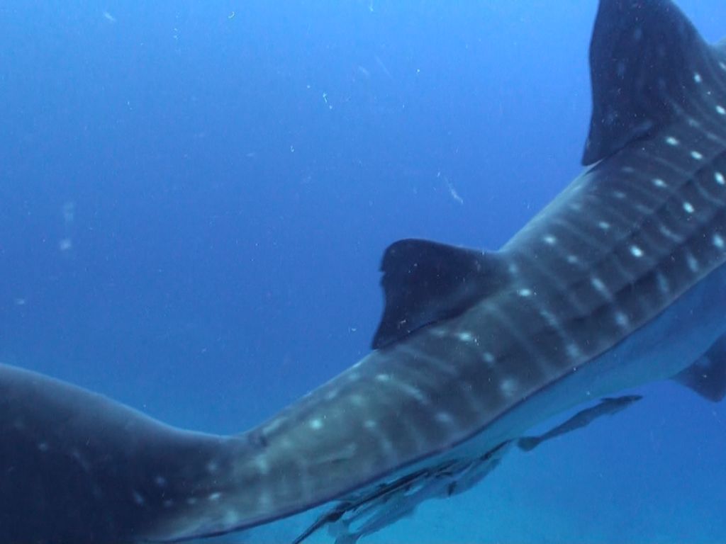 95adfbbd-be30-4a46-b73c-c2e1659a219f