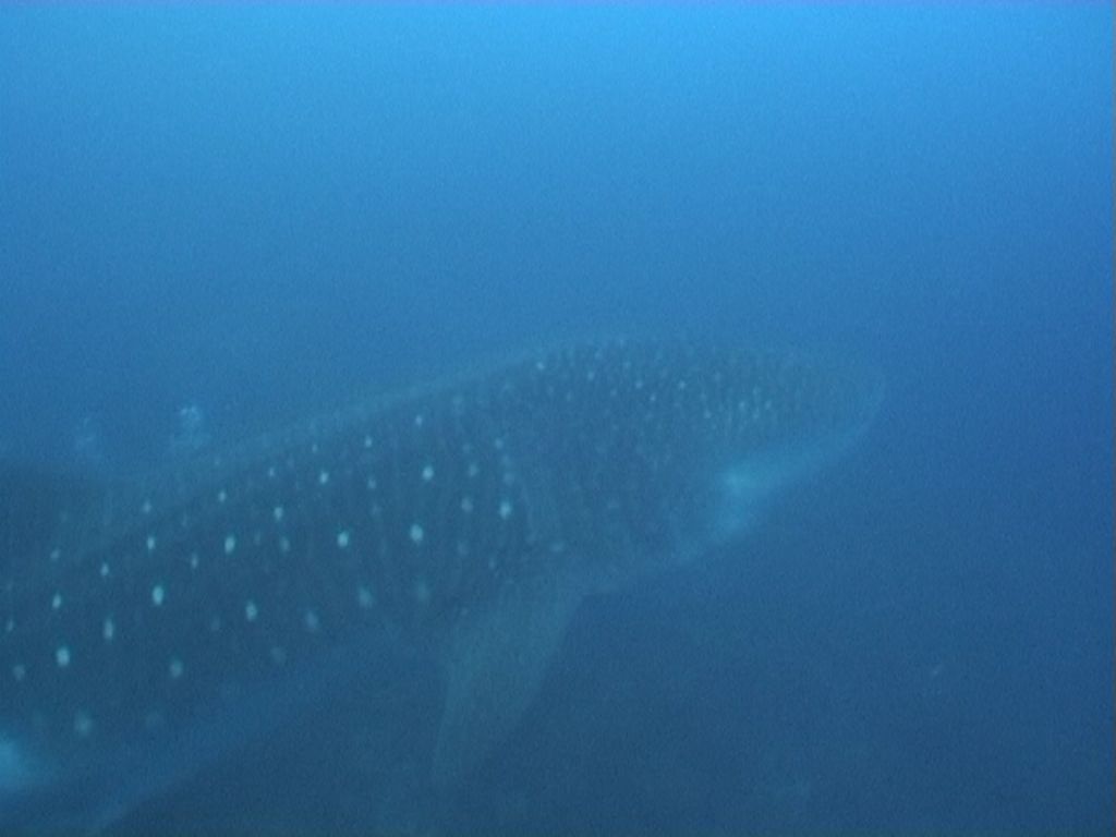 2c9efe5c-14e4-43b3-a4d3-d258279d25ad