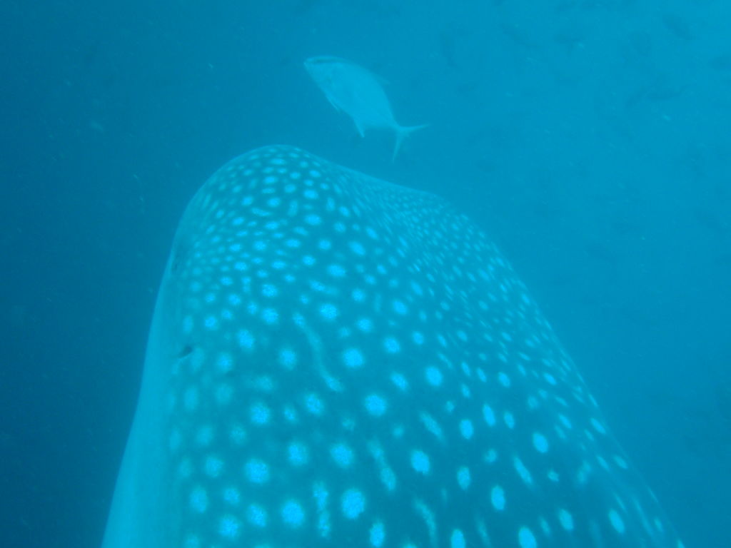 97296087-af03-4bdc-bea3-3ef6c1374871