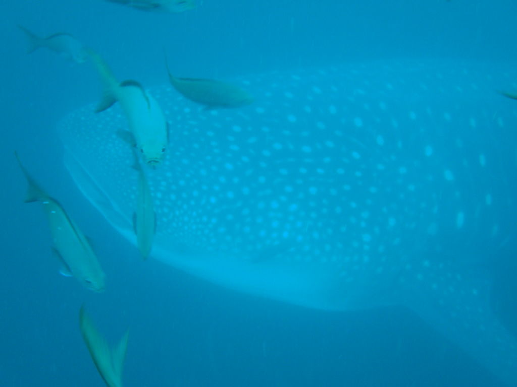 97296087-af03-4bdc-bea3-3ef6c1374871