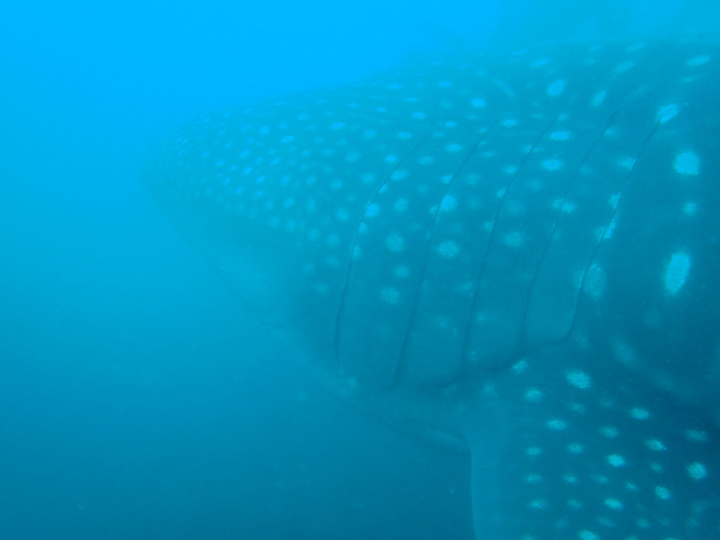 97296087-af03-4bdc-bea3-3ef6c1374871