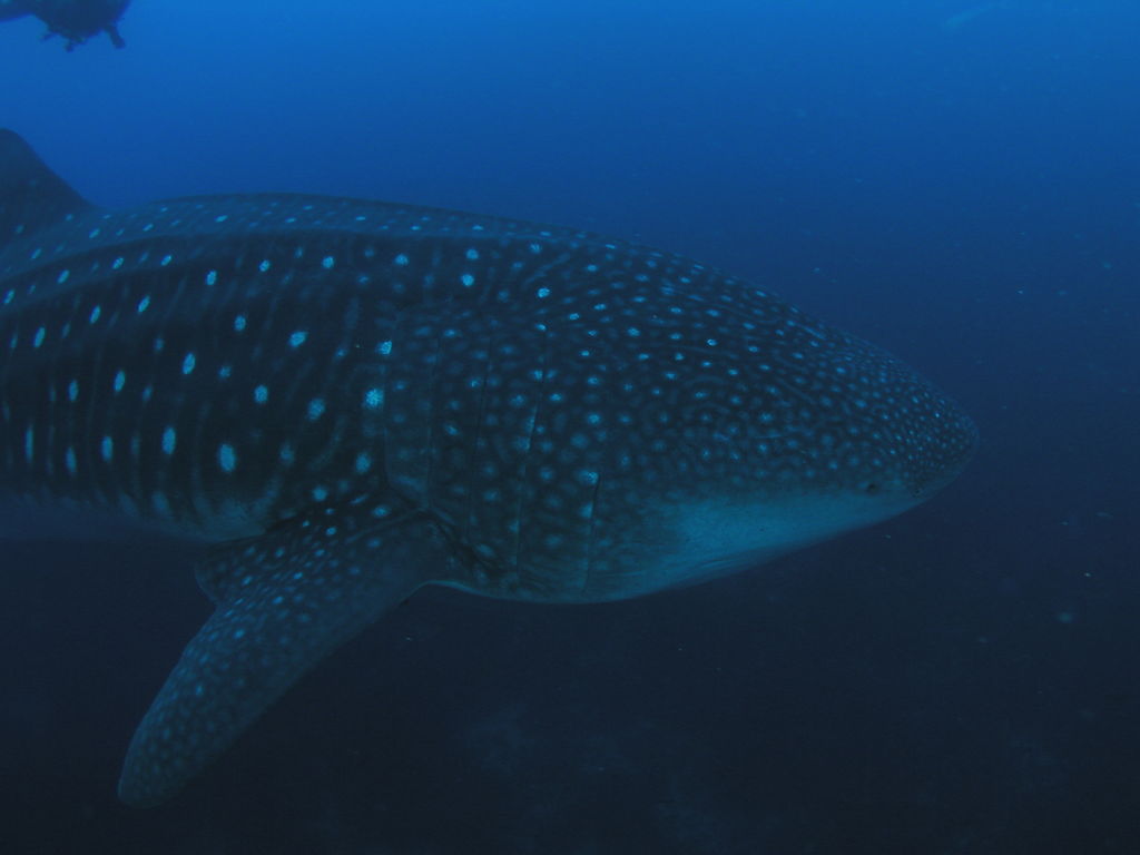 8c876f23-f057-4096-8d50-2819e3ae273b