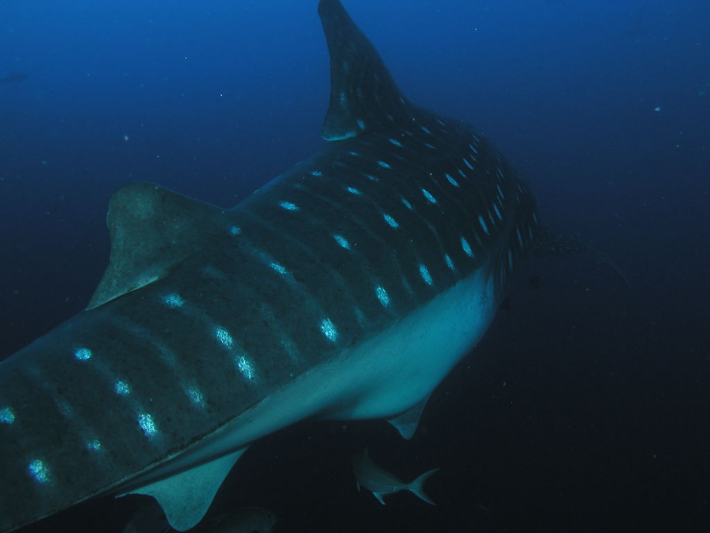 8c876f23-f057-4096-8d50-2819e3ae273b