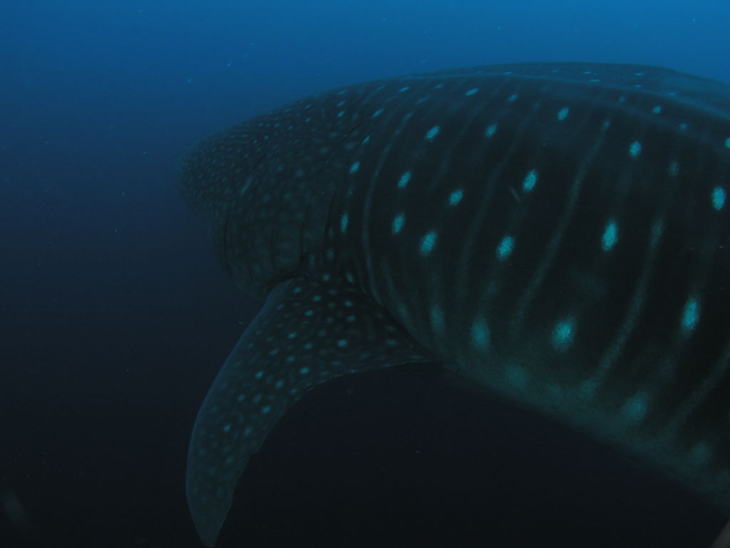 301a934b-2a78-4e10-847a-654d919bfa91