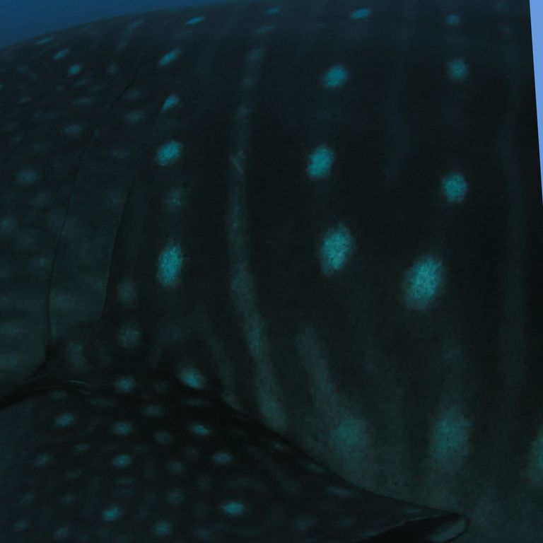 301a934b-2a78-4e10-847a-654d919bfa91