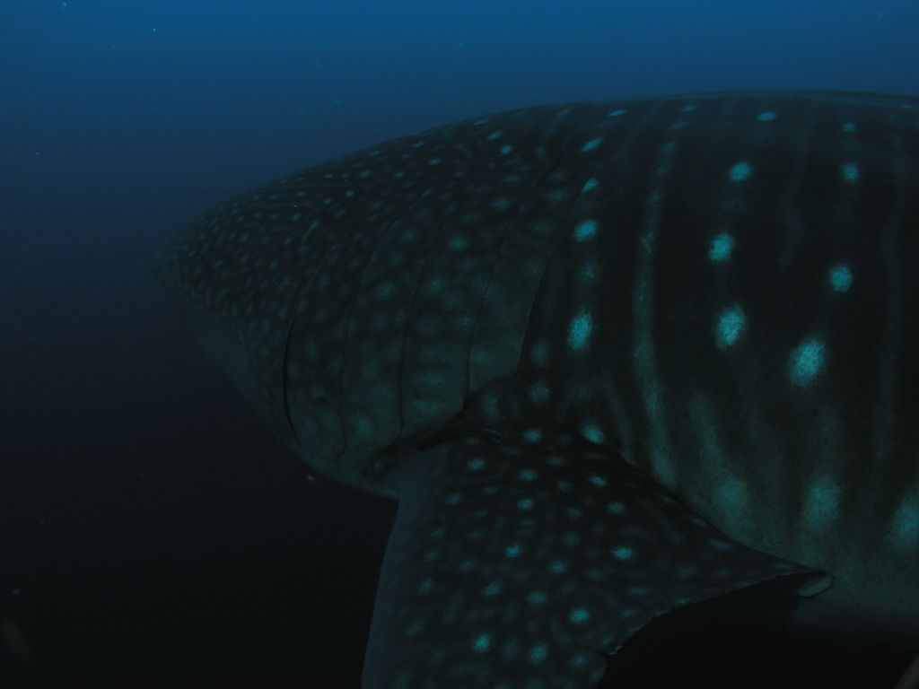 301a934b-2a78-4e10-847a-654d919bfa91