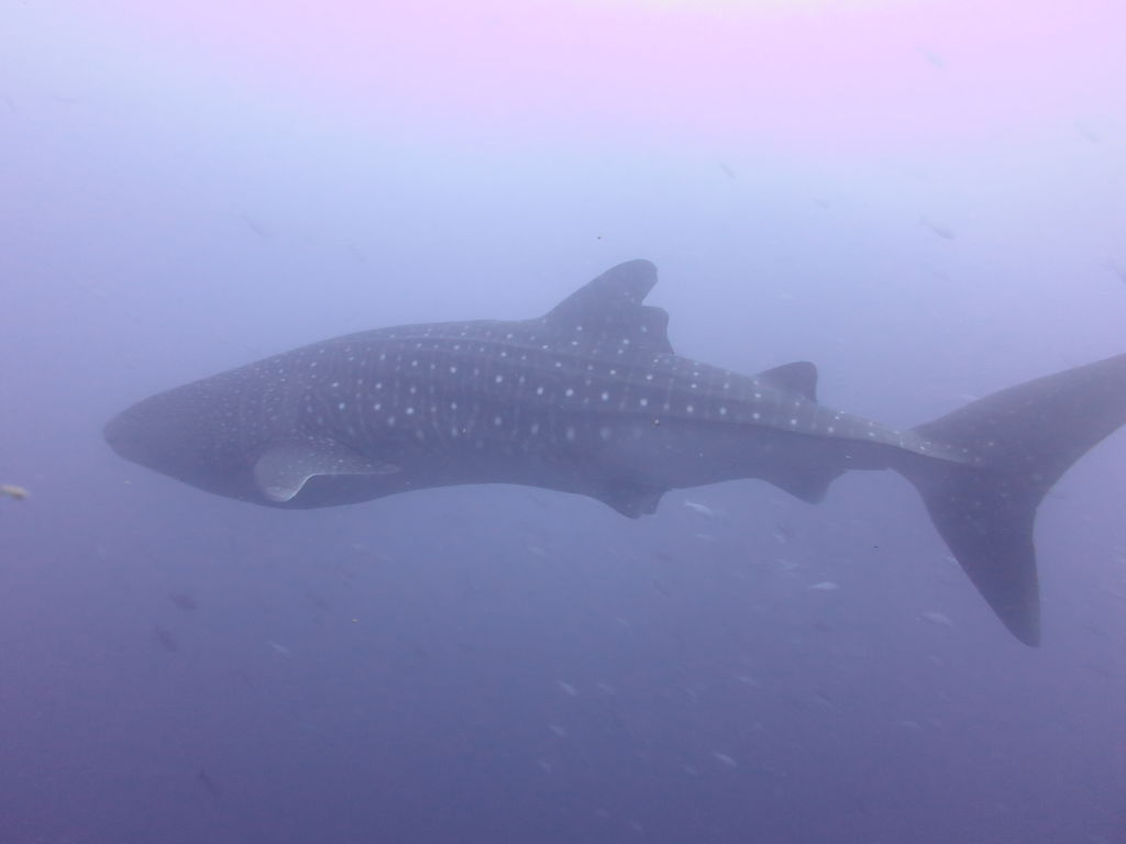 a77b7335-abce-46b6-a55d-19ea63b2f0d3