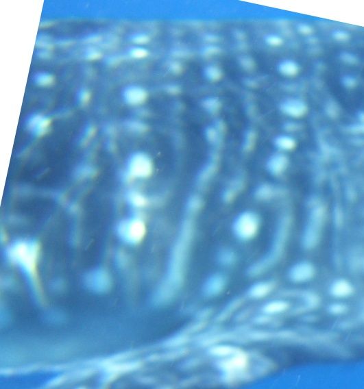 f78a51a4-51ed-41fa-837a-1d4fe103a293