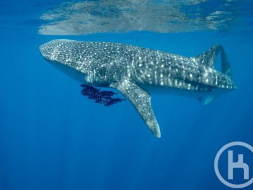 f78a51a4-51ed-41fa-837a-1d4fe103a293