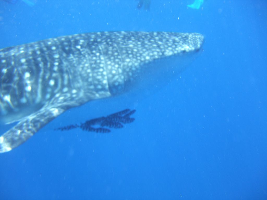 f78a51a4-51ed-41fa-837a-1d4fe103a293