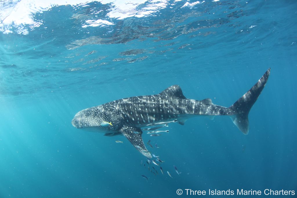 f4606cad-57c2-436e-a3dd-a95ad0bb9b4a